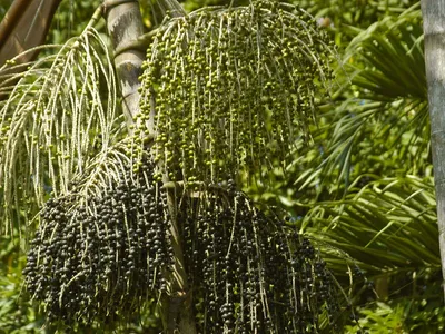 Acai berries growing on the Acai Palm tree for How to make Strawberry Acai Refresher.
